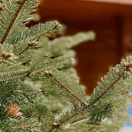 بيت شباب Pashko